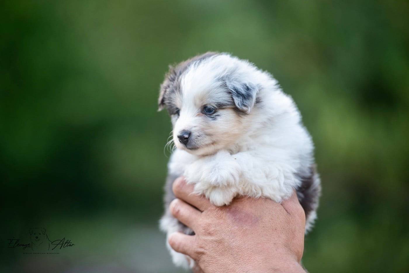 Femelle bleue merle