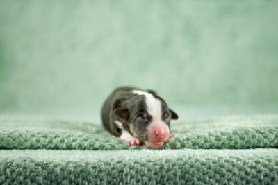Les chiots de Berger Américain Miniature 