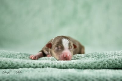 Les chiots de Berger Américain Miniature 