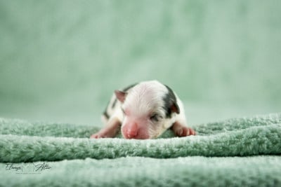 Les chiots de Berger Américain Miniature 