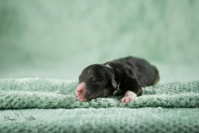 Les chiots de Berger Américain Miniature 