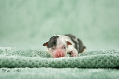 Les chiots de Berger Américain Miniature 