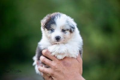 Les chiots de Berger Américain Miniature