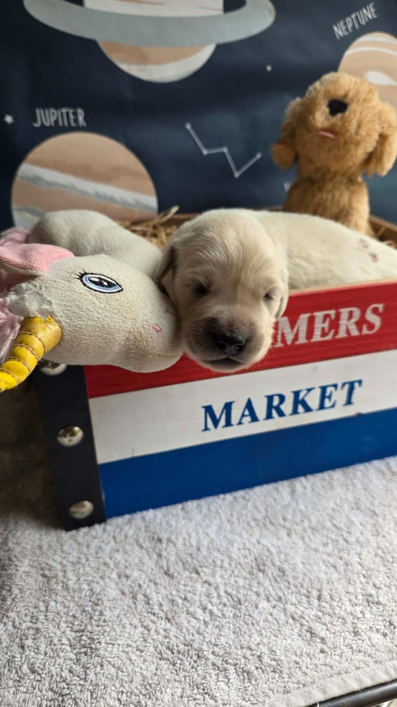 CHIOT 2 - Golden Retriever