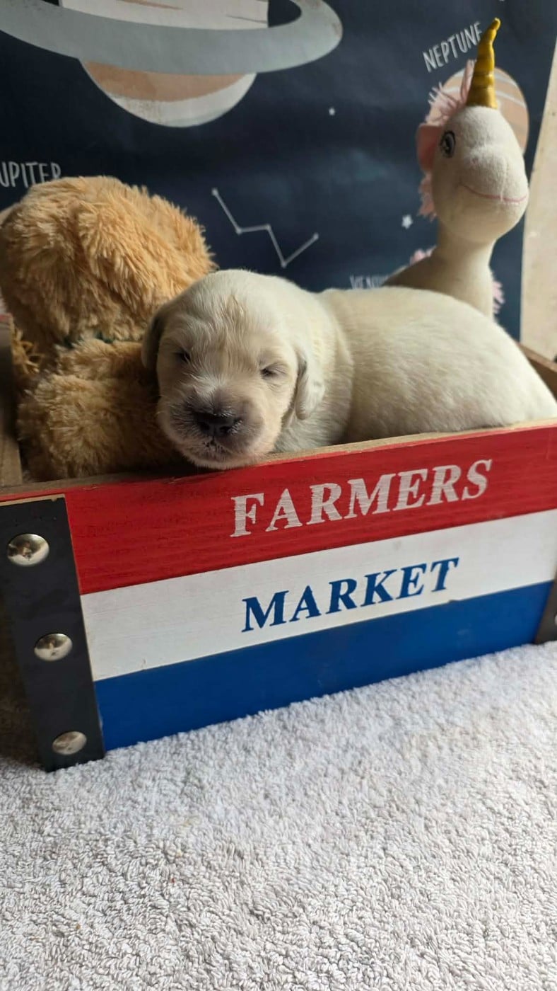 CHIOT 4 - Golden Retriever