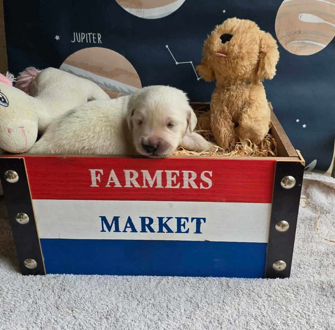 CHIOT 6 - Golden Retriever
