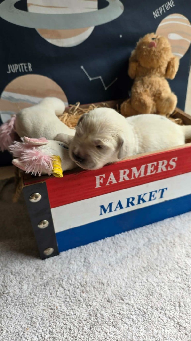 CHIOT 7 - Golden Retriever