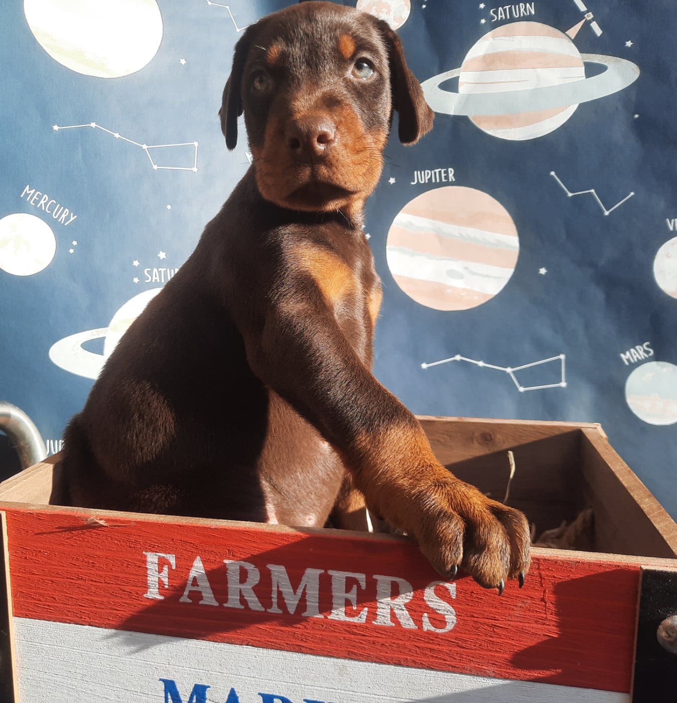 Mâle marron et feu - Dobermann
