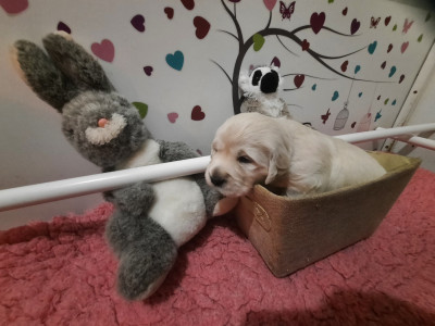 Les chiots de Golden Retriever