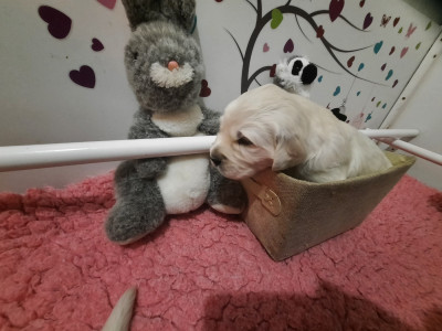 Les chiots de Golden Retriever