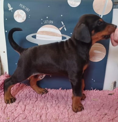 Les chiots de Dobermann