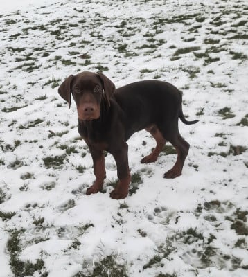 Les chiots de Dobermann