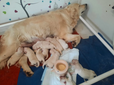 Les chiots de Golden Retriever