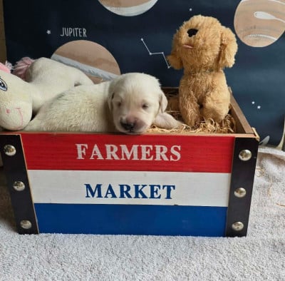 Les chiots de Golden Retriever