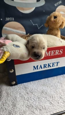 Les chiots de Golden Retriever
