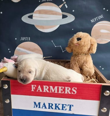 Les chiots de Golden Retriever