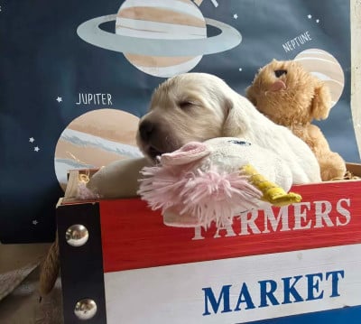 Les chiots de Golden Retriever