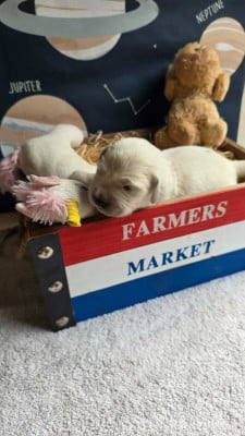 Les chiots de Golden Retriever