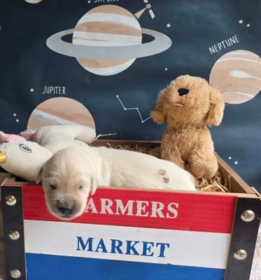 Les chiots de Golden Retriever