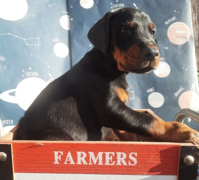 Les chiots de Dobermann