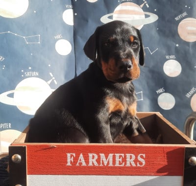 Les chiots de Dobermann