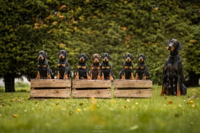 Les chiots de Dobermann