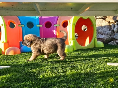 Les chiots de Leonberger