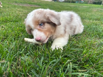 Les chiots de Berger Australien