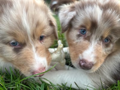 Les chiots de Berger Australien