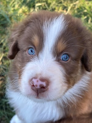 Les chiots de Berger Australien
