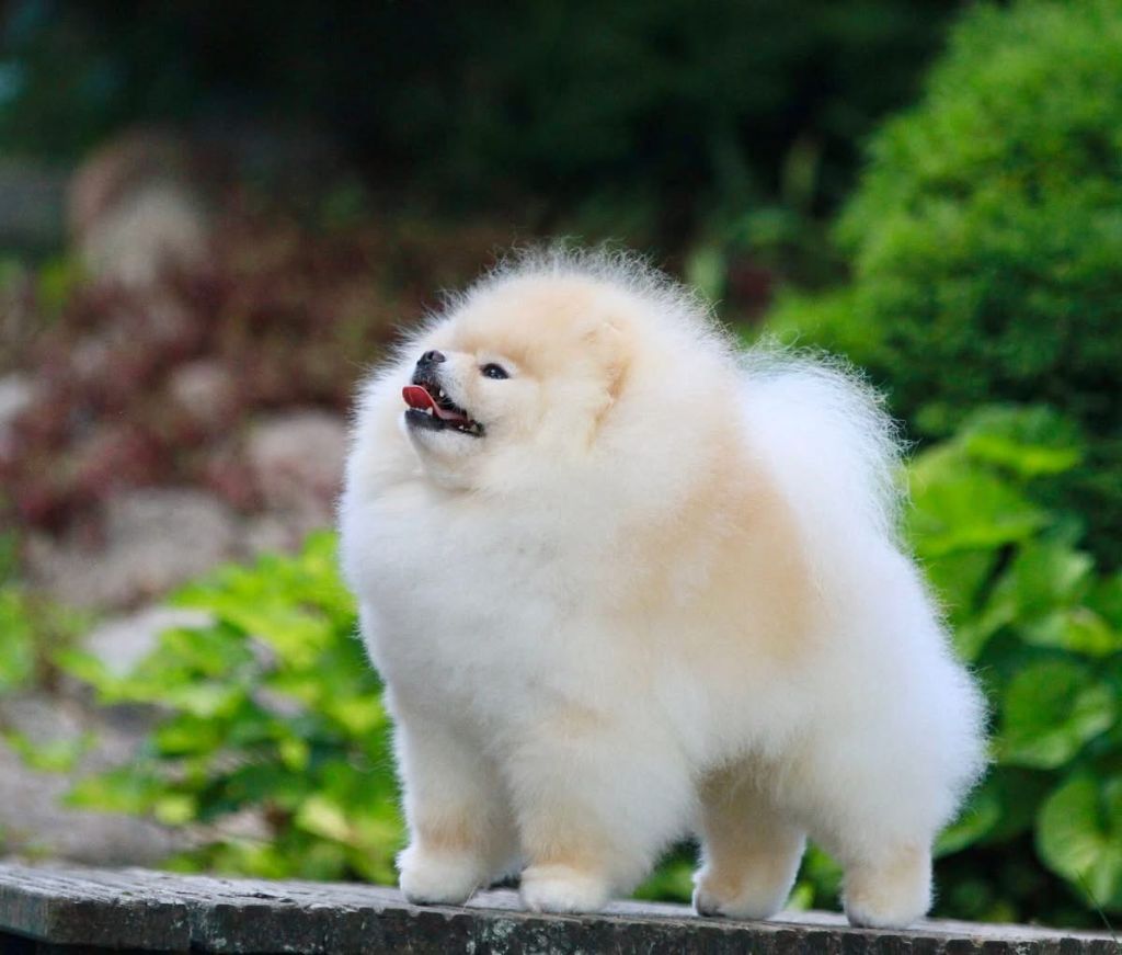 majestras vestra Rembrandt