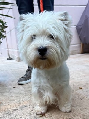 Étalon West Highland White Terrier - zackshine Fame