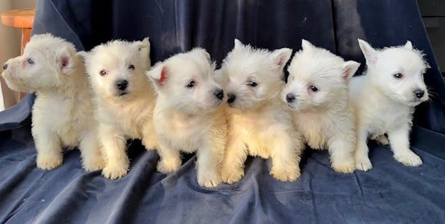 West Highland White Terrier - (Sans Affixe)