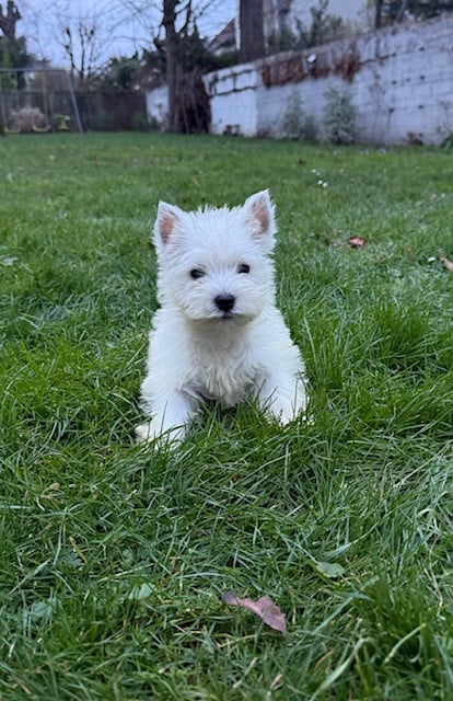 Chiot N°1 - West Highland White Terrier