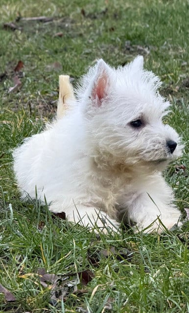 Chiot N°2 - West Highland White Terrier