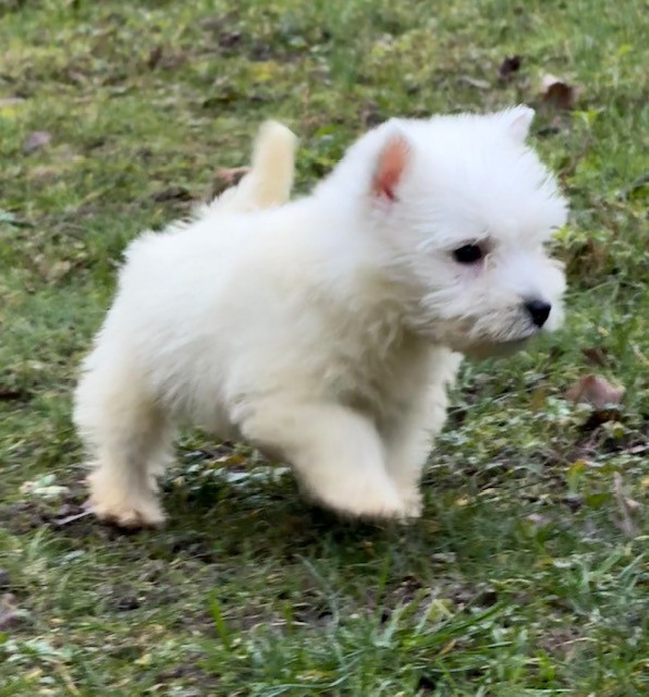 Chiot N°3 - West Highland White Terrier