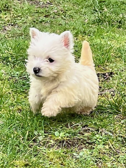 Chiot N°4 - West Highland White Terrier