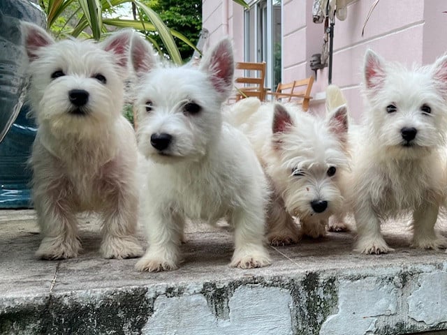 West Highland White Terrier - (Sans Affixe)