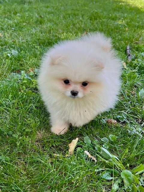 Chiot N°3
