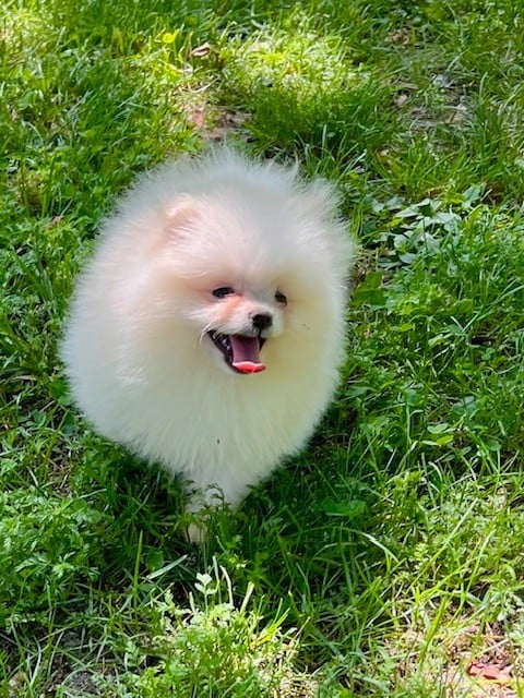 Chiot N°3