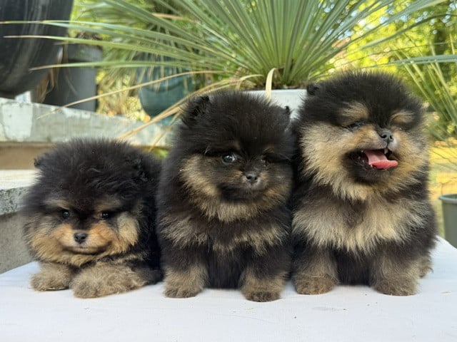 Chiot Spitz allemand