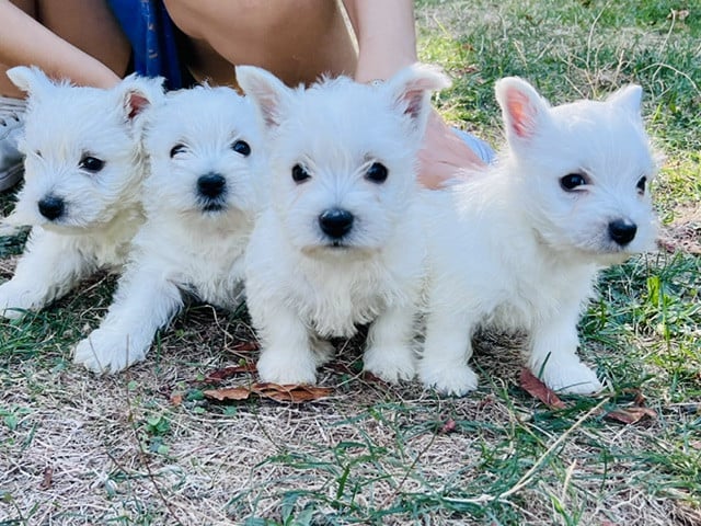 West Highland White Terrier - (Sans Affixe)