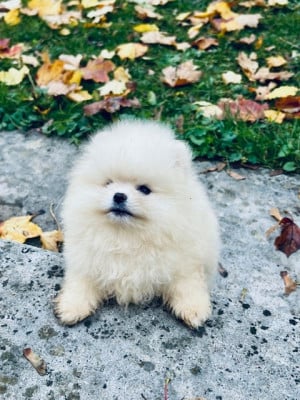 Les chiots de Spitz allemand