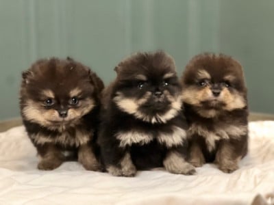 Les chiots de Spitz allemand
