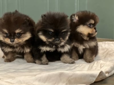 Les chiots de Spitz allemand