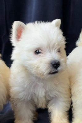 Les chiots de West Highland White Terrier