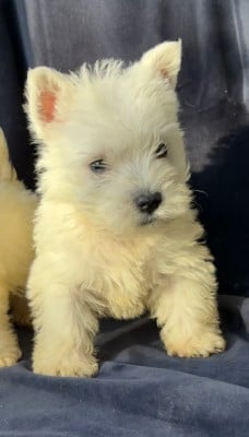 Les chiots de West Highland White Terrier
