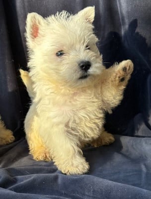 Les chiots de West Highland White Terrier