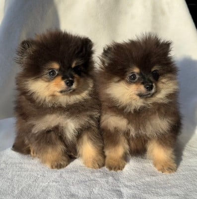 Les chiots de Spitz allemand