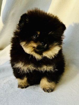 Les chiots de Spitz allemand